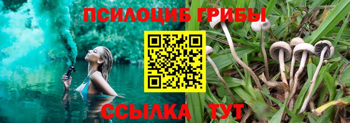 Псилоцибиновые грибы Psilocybine cubensis Сальск